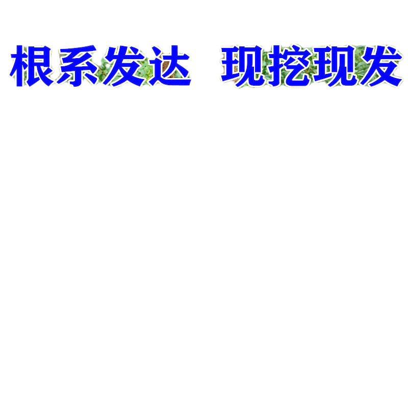 石榴树苗特大突尼斯软籽石榴苗无籽石榴树地栽盆栽耐寒南北方种植 - 图3