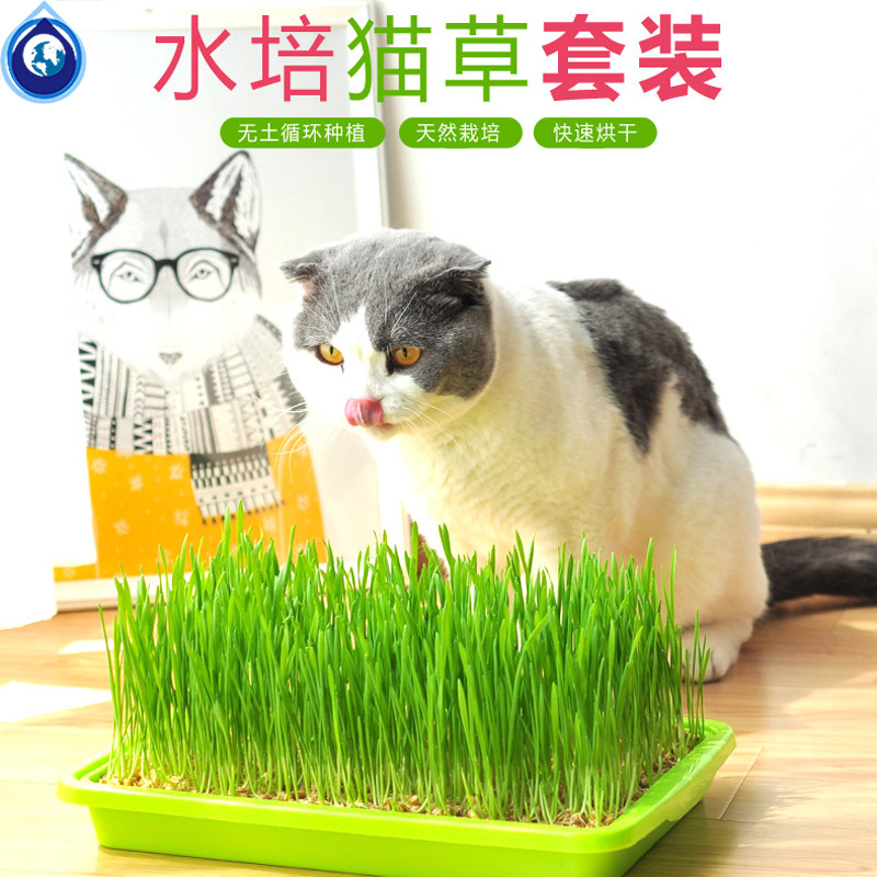 大麦草猫推荐品牌 新人首单立减十元 21年6月 淘宝海外