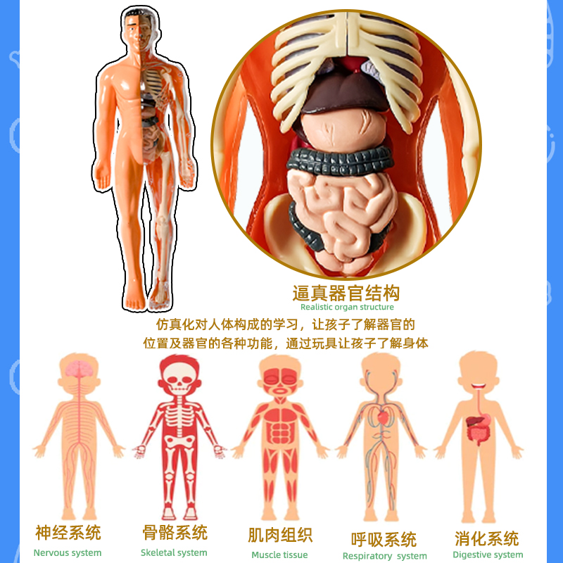 人体模型拼装可拆卸结构骨骼器官3d骨架内脏医学解剖早教儿童玩具 - 图3