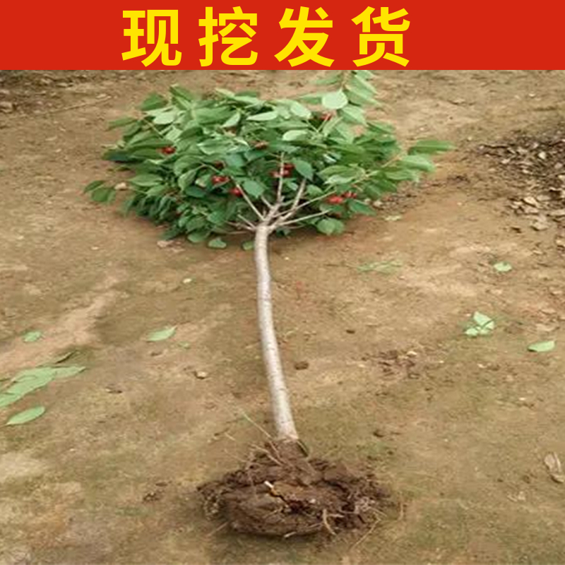 萨米脱大樱桃树樱桃苗南北方地栽车厘子树苗盆栽嫁接矮化当年结果-图0