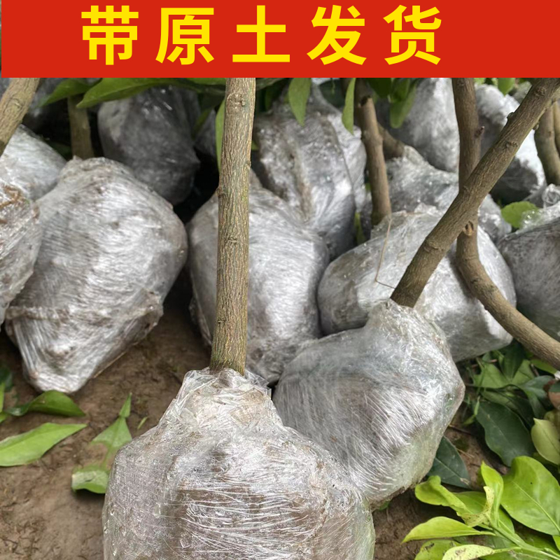 黄岩蜜橘树苗南北方庭院地栽柑橘苗大树盆栽嫁接带土桔子当年结果