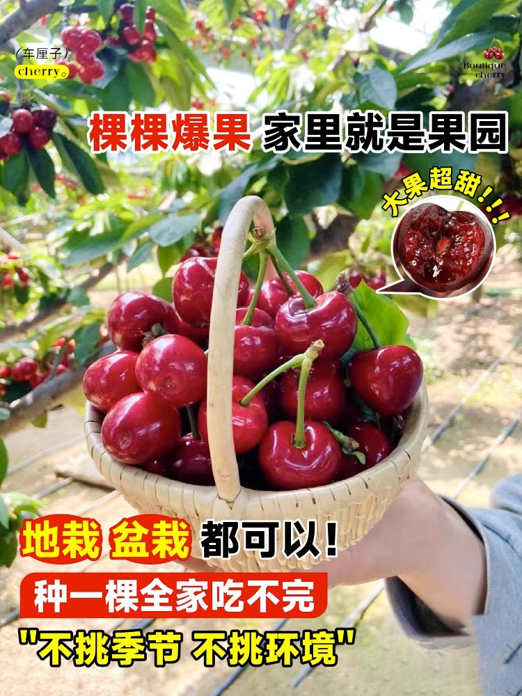 车厘子树苗樱桃树苖南方北方种植盆栽庭院果树矮化樱桃树大樱桃苗-图3