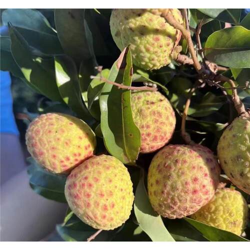 广西挂绿荔枝小核2斤整箱现摘现发肉厚无荔枝观音绿顺丰包水果 - 图0