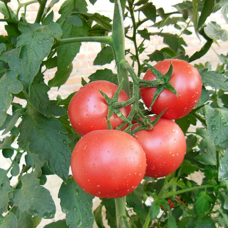 农科院番茄种子草莓水果原味西红柿千禧釜山沙瓤普罗旺斯蔬菜籽孑,淘宝优惠券,粉丝福利购,淘宝优惠卷