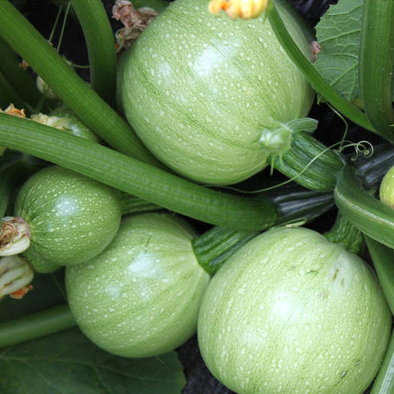 农科院西葫芦种子大全黄香蕉茭瓜圆球形西葫芦观赏飞碟瓜蔬菜籽孑 - 图2