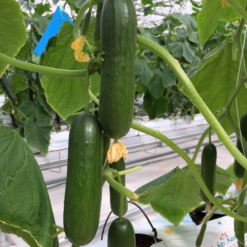 农科院黄瓜种子旱黄瓜春秋绿长黄瓜玉女水果黄瓜苗四季蔬菜种籽孑,淘宝优惠券,粉丝福利购,淘宝优惠卷