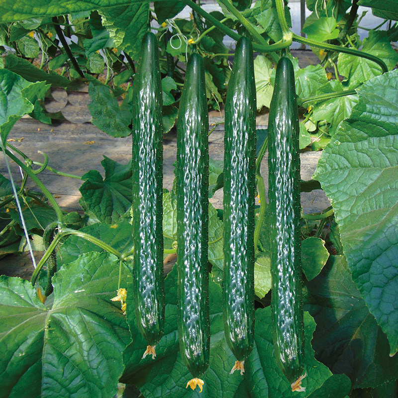 农科院黄瓜种子旱黄瓜春秋绿长黄瓜玉女水果黄瓜苗四季蔬菜种籽孑,淘宝优惠券,粉丝福利购,淘宝优惠卷