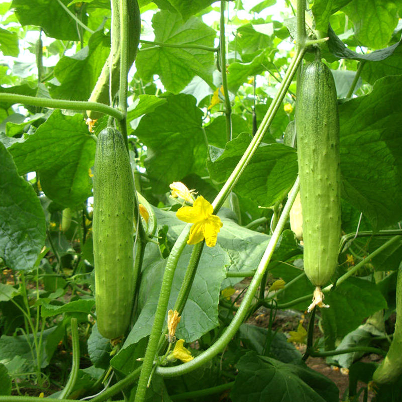 农科院黄瓜种子旱黄瓜春秋绿长黄瓜玉女水果黄瓜苗四季蔬菜种籽孑,淘宝优惠券,粉丝福利购,淘宝优惠卷