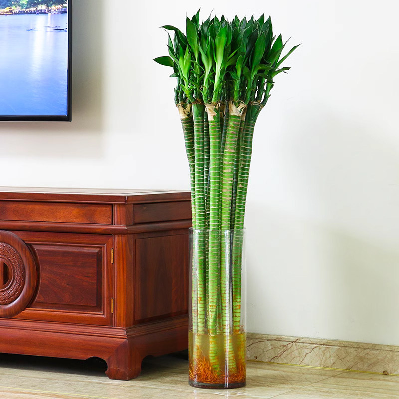 带根文昌竹龙竹富贵竹转运竹水养植物客厅室好养内盆栽水培绿植,淘宝优惠券,粉丝福利购,淘宝优惠卷