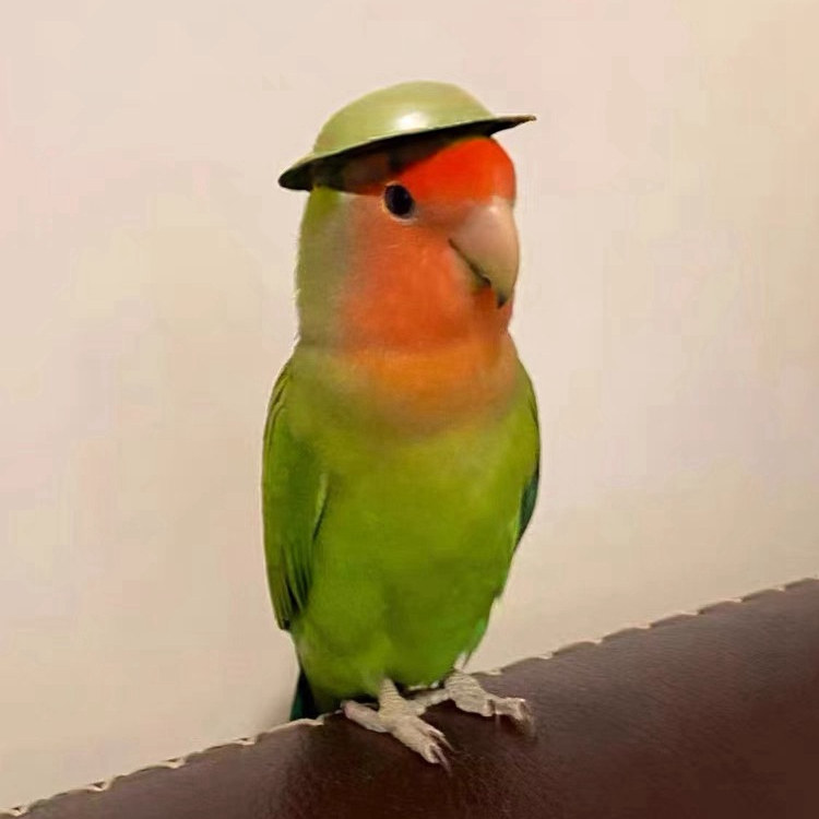 牡丹鹦鹉活鸟活物黄桃绿桃小鸟会学说活的宠物鸟家养成年繁殖,淘宝优惠券,粉丝福利购,淘宝优惠卷