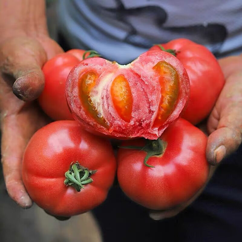陕西正宗普罗旺斯西红柿应季新鲜番茄自然熟沙瓤生吃蔬菜大果礼盒 - 图0