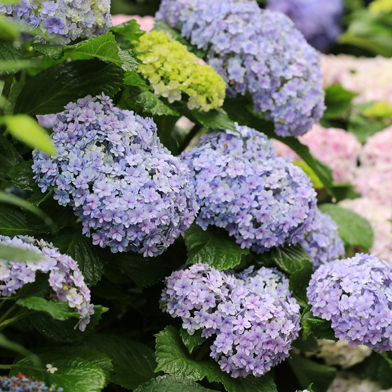 天狼绣球盆栽苗庭院阳台易养大花观花植物花卉无尽夏安妮公主佳澄,淘宝优惠券,粉丝福利购,淘宝优惠卷