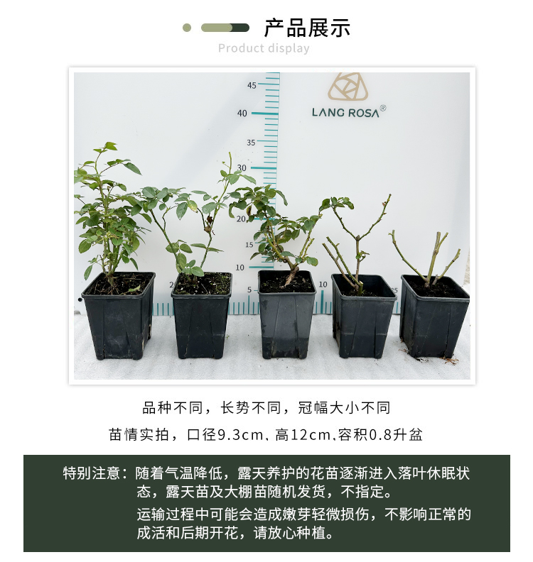 【天狼月季严选】幻紫果汁阳台花园庭院四季植物花卉盆栽苗 - 图2