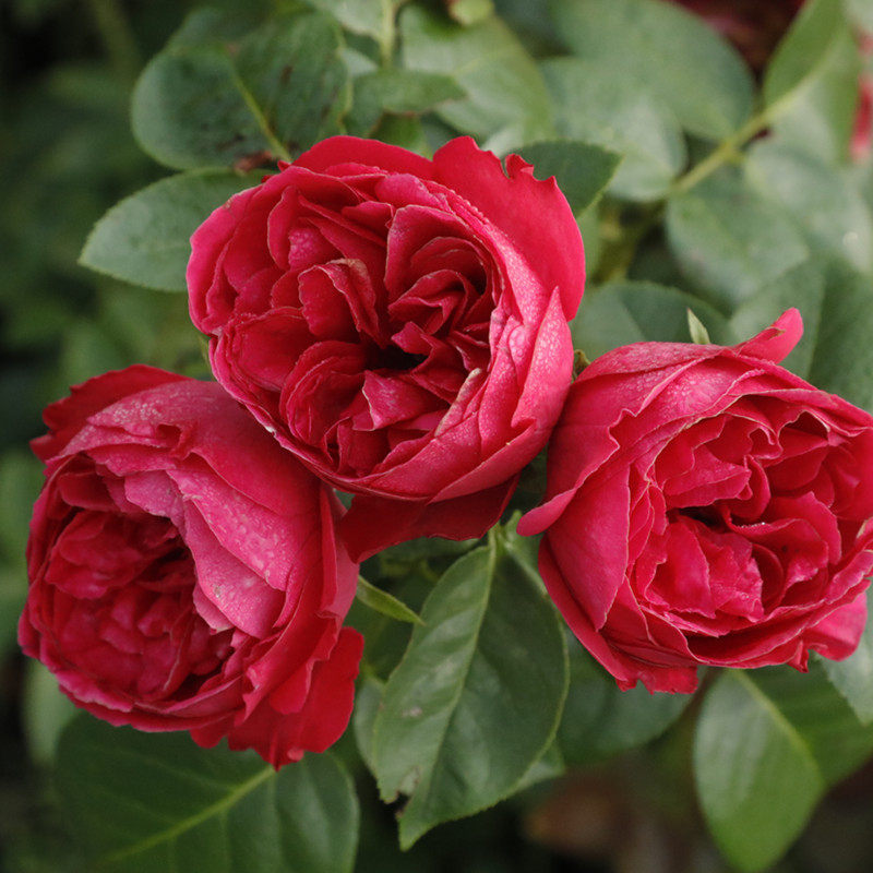 天狼月季红色龙沙宝石多季大花爬藤藤本月季玫瑰盆栽苗大红玫瑰,淘宝优惠券,粉丝福利购,淘宝优惠卷