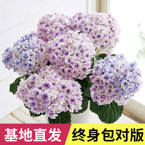 天狼绣球1.2升盆栽苗庭院阳台易养大花观花植物花卉无尽夏佳澄 - 图1