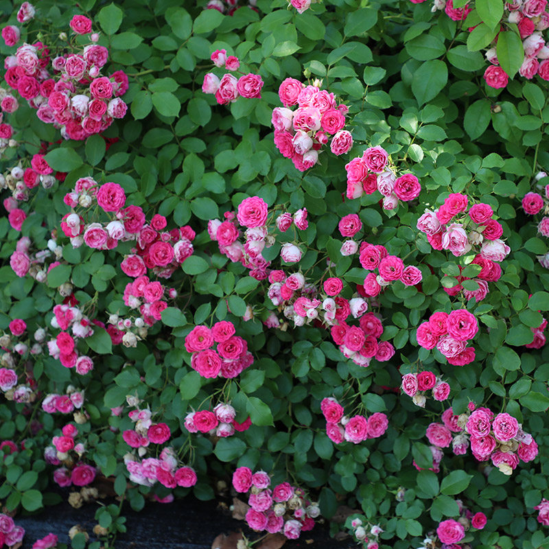 天狼月季胭脂扣国产自育月季玫瑰 粉色淡香攀援藤本月季,淘宝优惠券,粉丝福利购,淘宝优惠卷