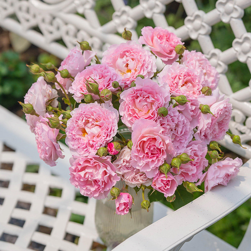 天狼月季24-25年自育新品推荐家庭园艺庭院露台楼顶好养盆栽花苗,淘宝优惠券,粉丝福利购,淘宝优惠卷