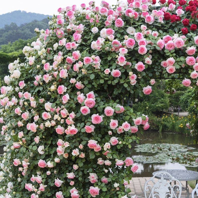 【藤本月季】天狼月季 蓝色阴雨龙沙宝石月季庭院花园植物花卉 - 图0