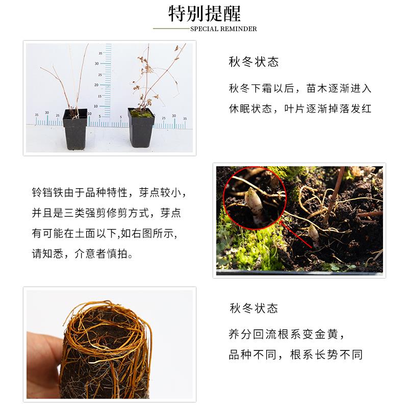 【铁线莲天狼严选】盆栽花苗乌托邦等爬藤拱门大花花卉藤本皇后 - 图0