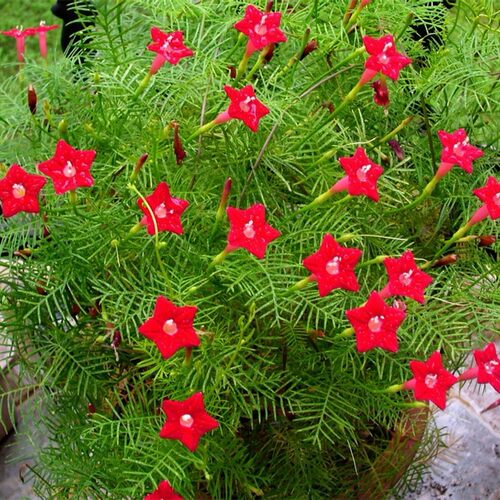 红五星羽叶茑萝种子庭院爬藤植物花卉种子花籽四季种阳台春播易种 - 图1