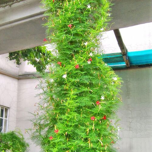 种子爬藤羽叶茑萝种子五角星花易种阳台花新娘花莺萝庭院植物花籽 - 图0