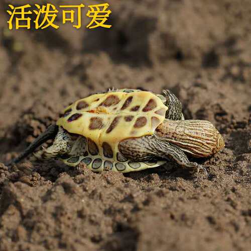 中华花龟苗珍珠龟网红小乌龟活物台湾草龟深水龟稀有宠物龟观赏龟 - 图0