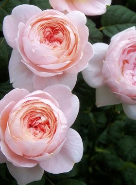 欧月灌木月季g瑞典女栽浓盆灌木花卉植物庭院玫瑰香王四季观花易