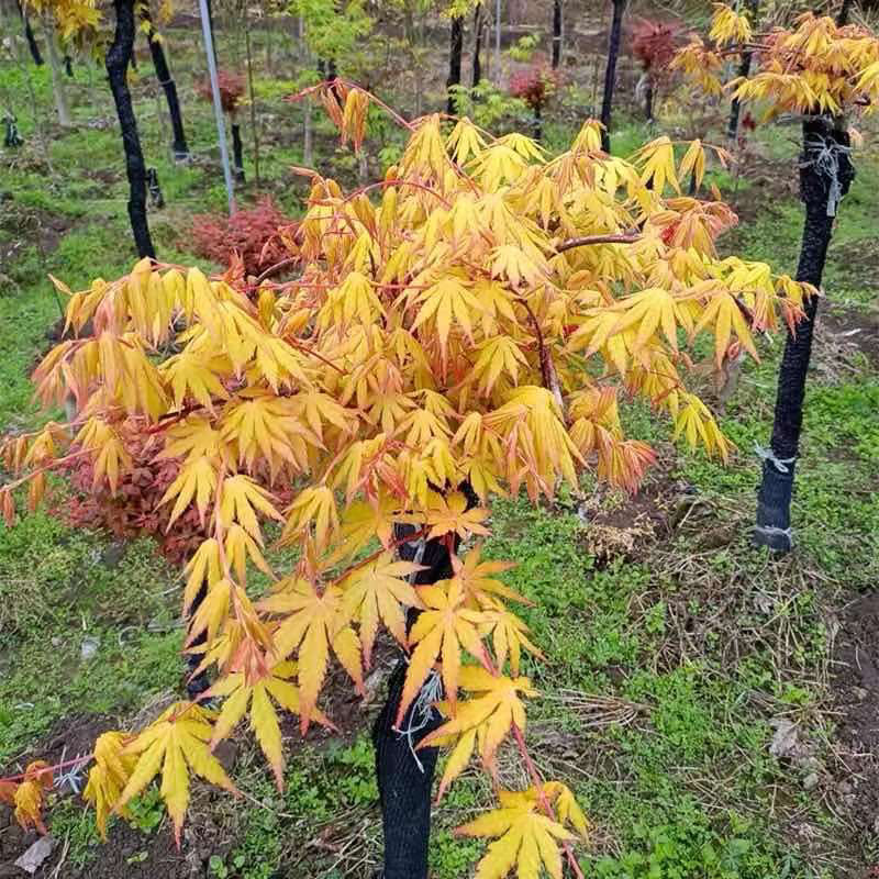 黄金流泉枫树盆栽阳台花园植物-图1