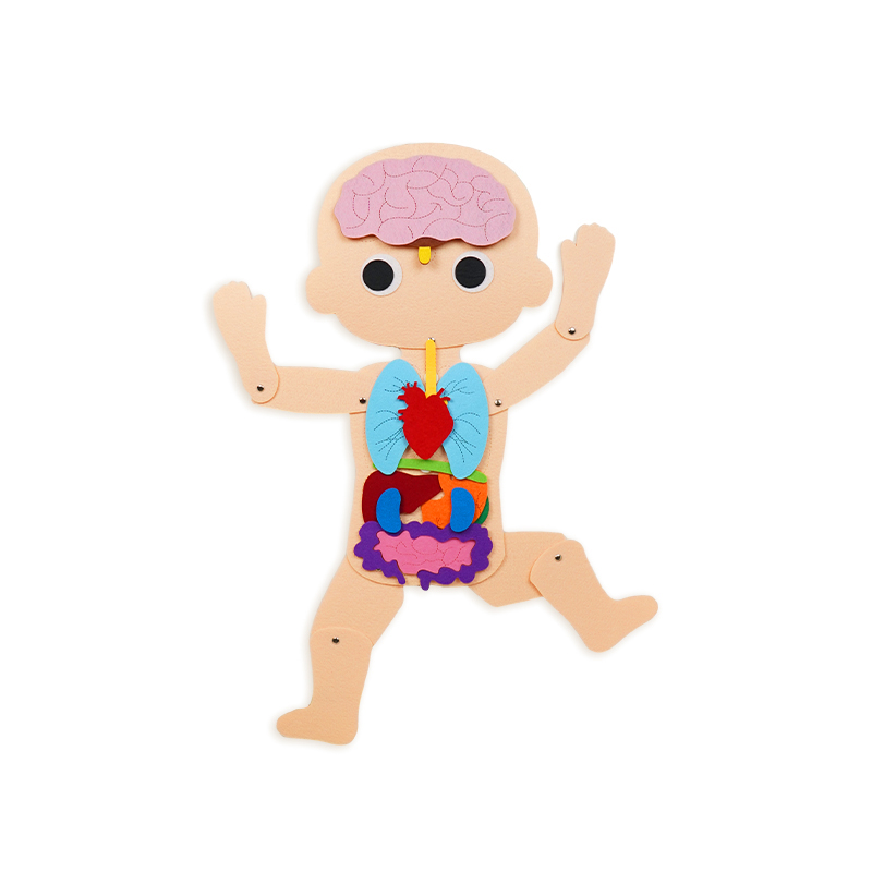 布好玩幼儿园科学区游戏材料儿童认识人体器官大揭秘益智早教玩具-图3