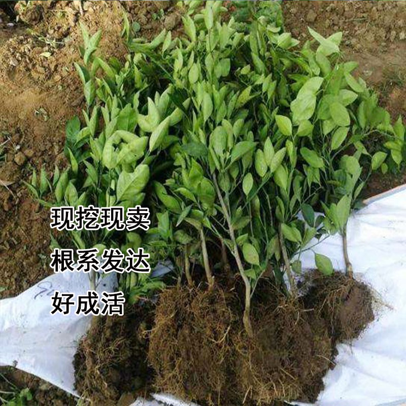 耙耙柑蜜桔子树苗地栽砂沙糖桔丑橘子苗树南北方种植果树当年结果