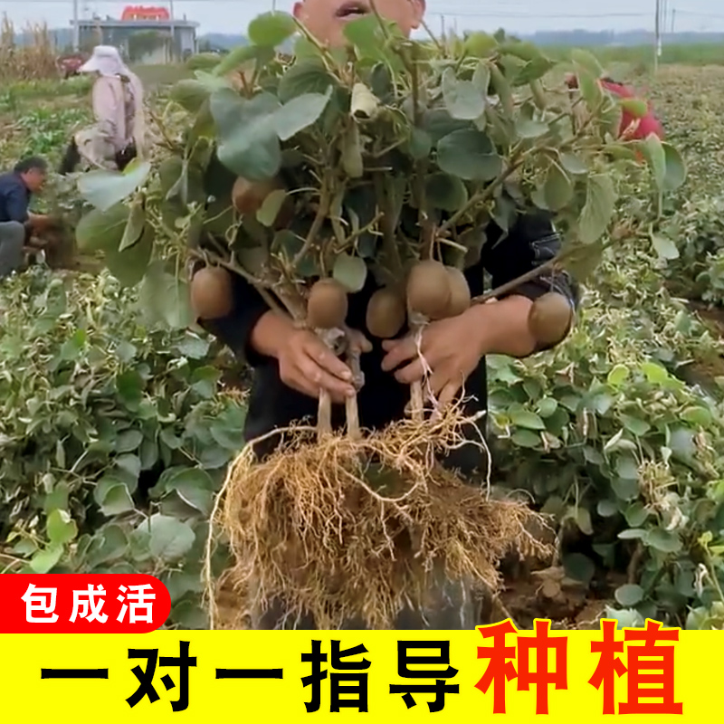 猕猴桃树果苗红心软枣猕猴桃苗徐香嫁接南北方种植庭院水果树果苗