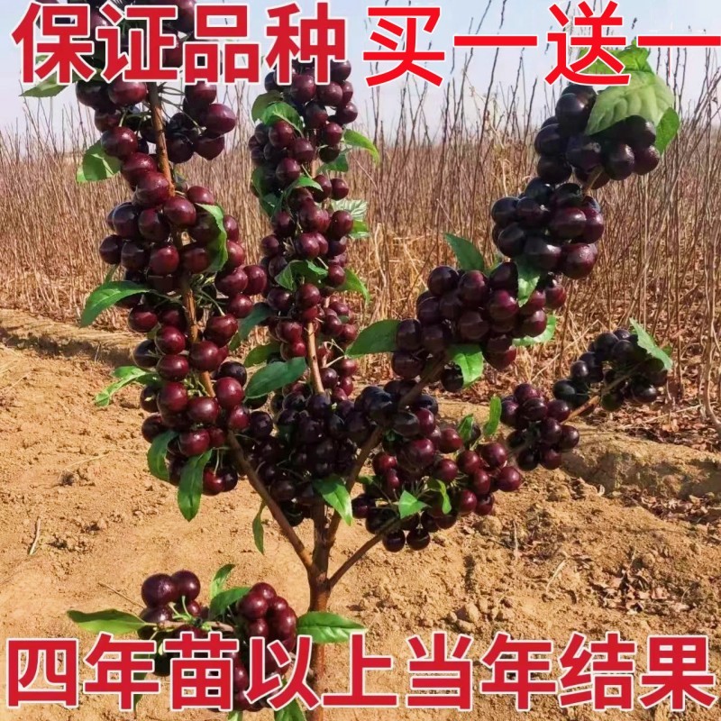 车厘子树苗樱桃树苖南方北方种植盆栽庭院果树矮化樱桃树大樱桃苗-图0