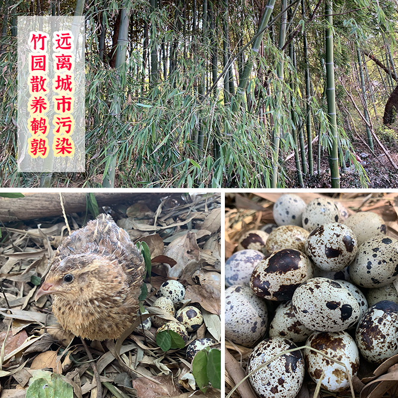 富邮竹园生鹌鹑蛋新鲜整箱100枚散放养孕妇宝宝辅食精品鸟蛋批发-图2