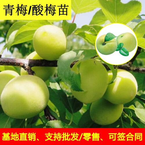 特大 青梅果树苗梅乌梅树苗盆栽地栽酸梅子南北方种植庭院果树苗 - 图0