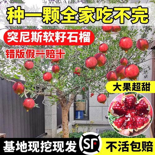 石榴树树苗突尼斯软籽无籽蒙阳红石榴盆栽庭院水果树特大带土果苗 - 图2