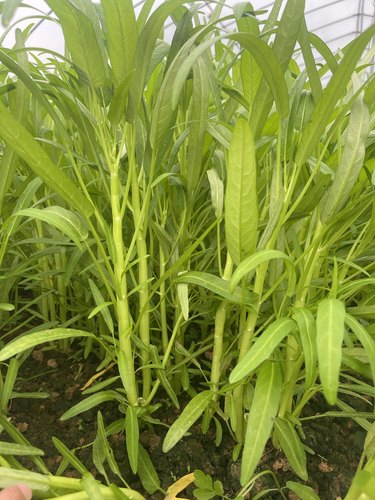 如意半青白柳叶空心菜种子白梗柳叶通心菜菜籽 春夏秋冬蔬菜菜籽 - 图3