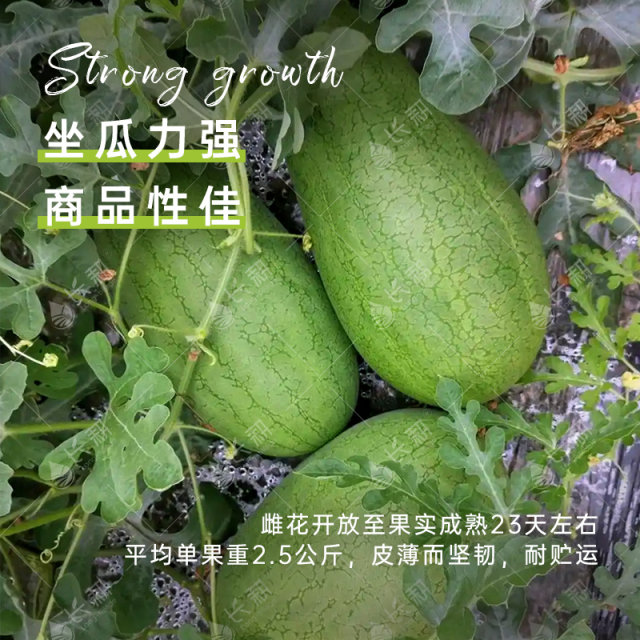 Sanlin collapse melon seeds with thin skin, high sugar, yellow flesh, watermelon seeds, Shanghai specialty oval fruit seeds in spring and autumn seasons