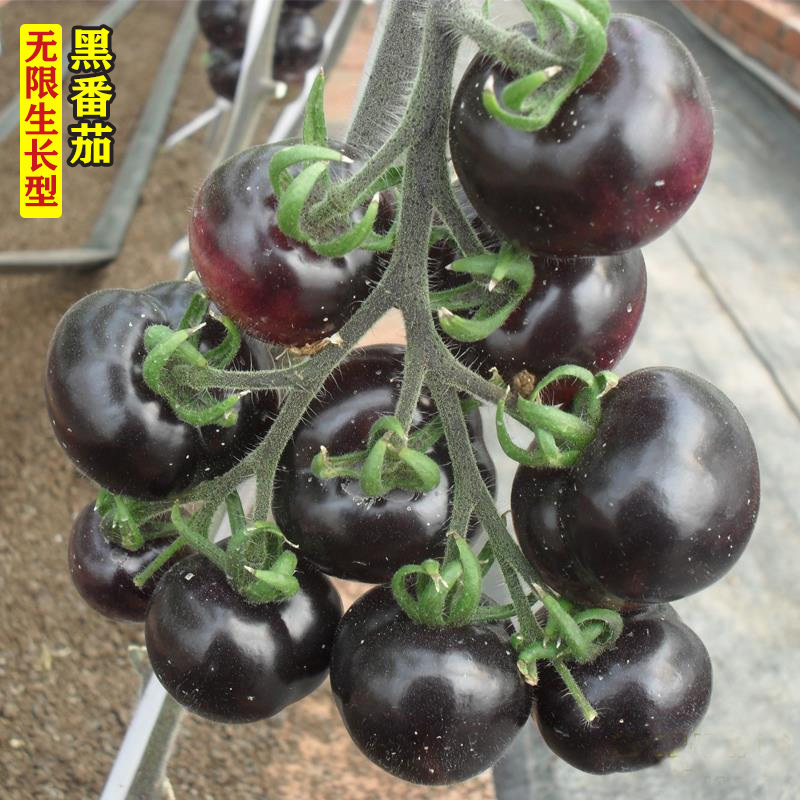 黑妖姬樱桃黑番茄种子水果圣女果西红柿种籽四季阳台盆栽蔬菜种孑,淘宝优惠券,粉丝福利购,淘宝优惠卷