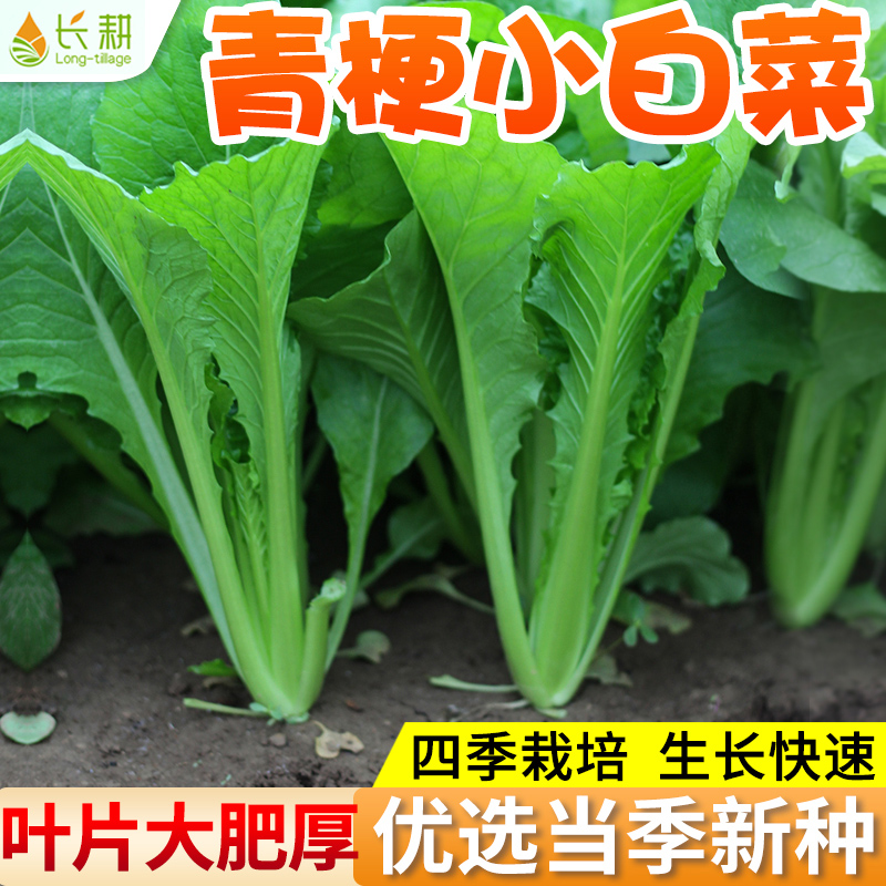 四季小白菜种子青梗小白菜籽春秋阳台速生奶油白菜小青菜蔬菜种籽 - 图0