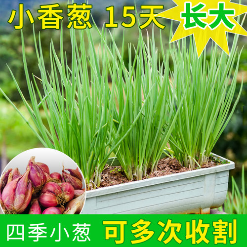 四季小香葱葱种子香葱苗火葱四季种苗红葱头阳台盆栽蔬菜小葱种籽 - 图0