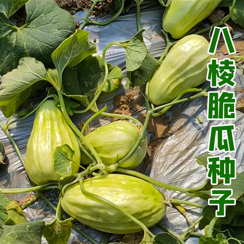 八棱脆瓜种子黄河脆一窝猴 菜瓜烧瓜种子 生吃无糖 农家特菜早生 - 图1