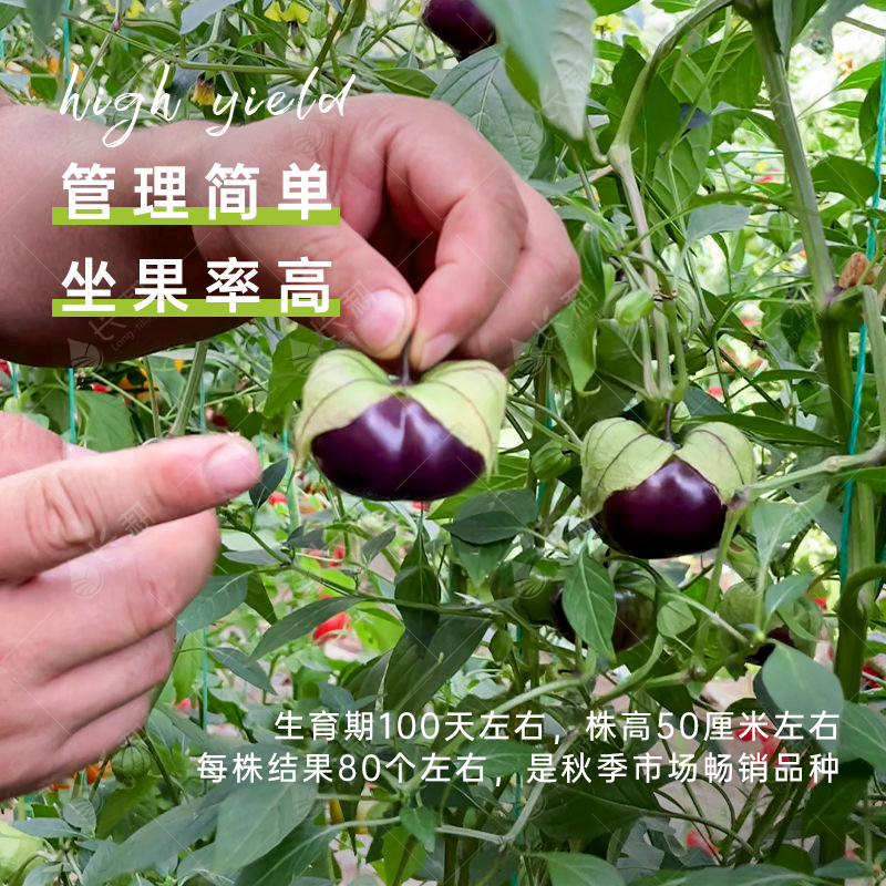 超甜紫菇娘果种子春天东北紫色姑娘果大颗春秋四季水果种孑苗大全 - 图1