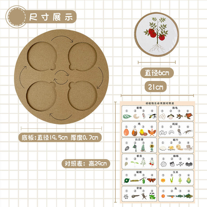 动植物生命成长周期儿童科学小实验中班玩具幼儿园益智区区域材料 - 图2