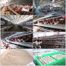 Chicken Farm Egg Chicken Eggs Chicken Coop Feed Rich Selenium Eggs A Row Of Eggs Packing Eggs for Real Beat video material