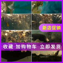 Environmental Pollution Detection Marine Pollution Water Pollution Plant Contaminated Animal Habitat Video Material