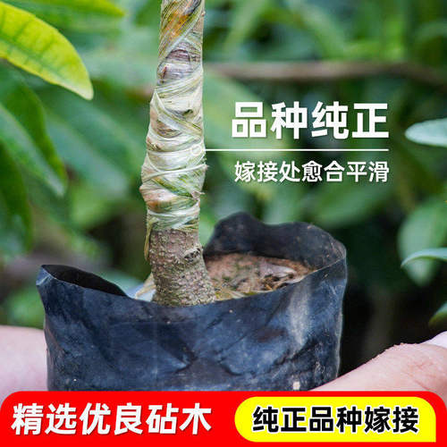 杨梅树树苗正宗嫁接仙居东魁黑炭杨梅苗早熟杨梅带土南方北方种植 - 图1
