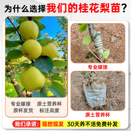 嫁接桂花梨树苗盆栽地栽云南红梨带土带叶甜脆多汁四季可种沙梨苗 - 图0