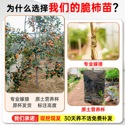 甜脆柿子树苗带土带叶太秋甜柿嫁接柿子阳丰甜柿南方北方次郎脆柿 - 图0