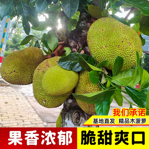 菠萝蜜树树苗嫁接泰国红肉干苞海南四季榴莲蜜木菠萝蜜果树苗庭院 - 图2