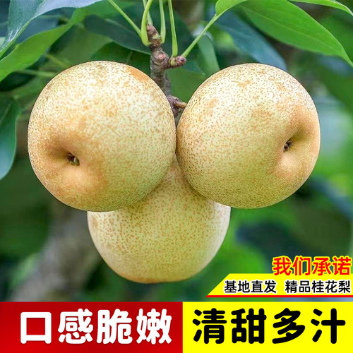 嫁接桂花梨树苗盆栽地栽云南红梨带土带叶甜脆多汁四季可种沙梨苗 - 图2